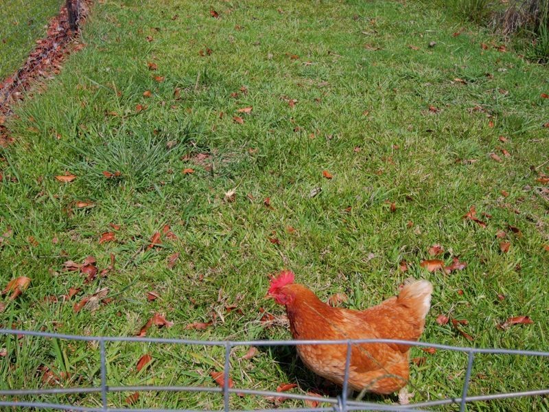 10C Clyde Essex Drive, Gulmarrad NSW 2463