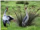 Lot 24 Brolga Drive, Gulmarrad NSW 2463
