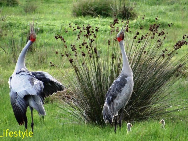 Lot 24 Brolga Drive, Gulmarrad NSW 2463