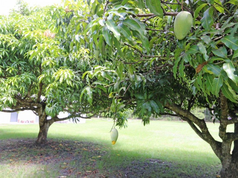 Lot 11 Old Murrayville Road, Ashby Heights NSW 2463