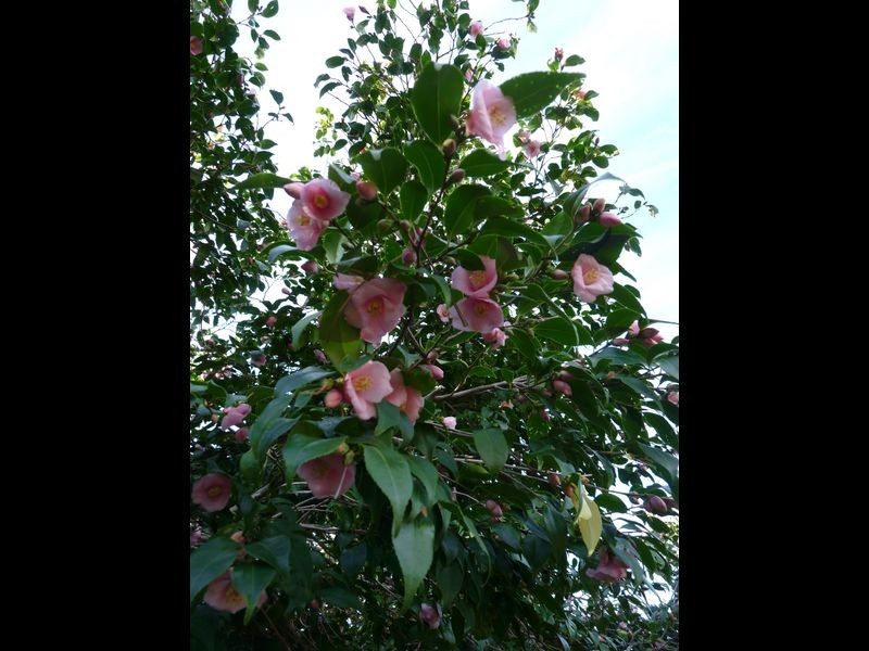 37 Matson Crescent, Miranda NSW 2228