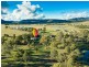 635 Dalwood Road, Dalwood NSW 2335