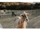 376 High Country Rise, Lambs Valley NSW 2335