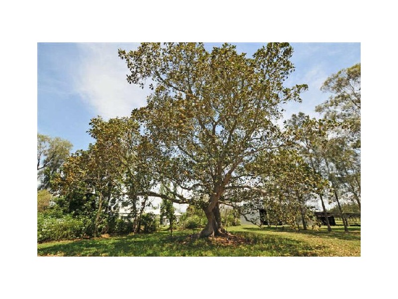 163a Patterson Road, Bolwarra Heights NSW 2320