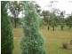311 Leggetts Drive, Mulbring NSW 2323