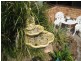 Ashtonfield NSW 2323