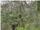 Lot 91 Hanwood Road, North Rothbury NSW 2335