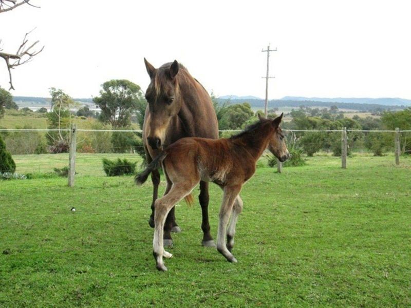 457 Cessnock Road, Gillieston Heights NSW 2321