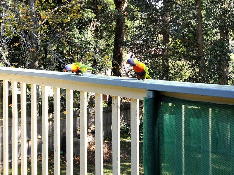 18 Janet Avenue, Thornleigh NSW 2120
