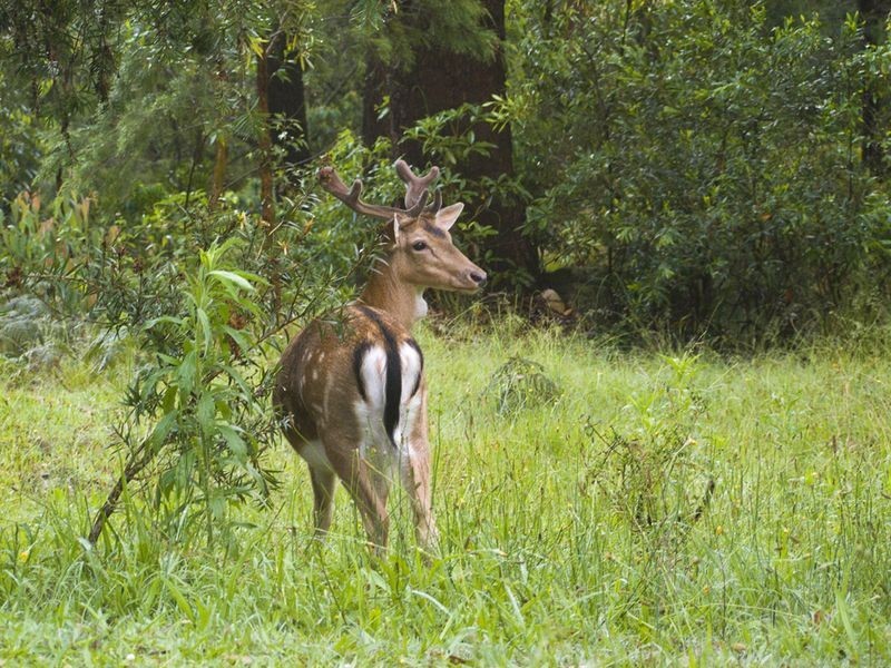 32 Maitland Bay Drive, Killcare Heights NSW 2257