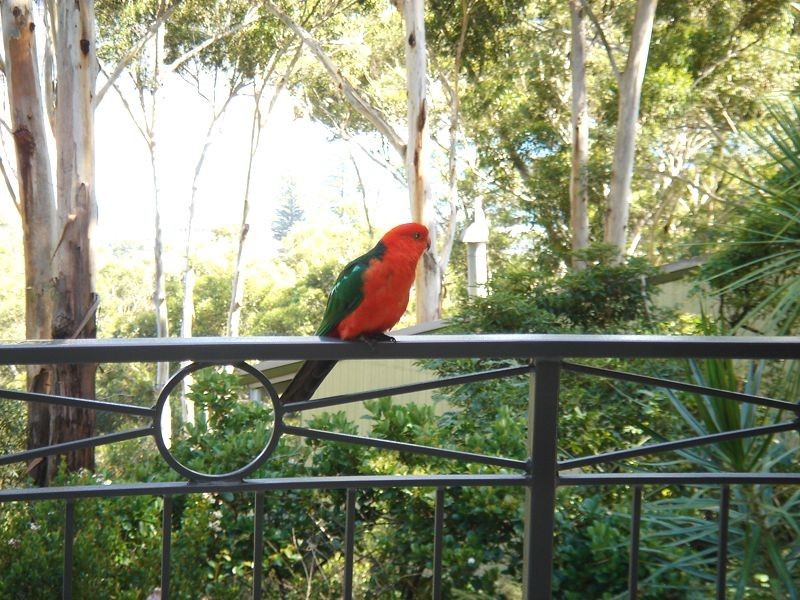 43 Arden Avenue, Avoca Beach NSW 2251