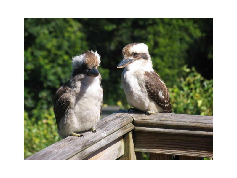 3/26 Belmont Road, Mosman NSW 2088