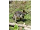 53 Monash Avenue, Great Mackerel Beach NSW 2108