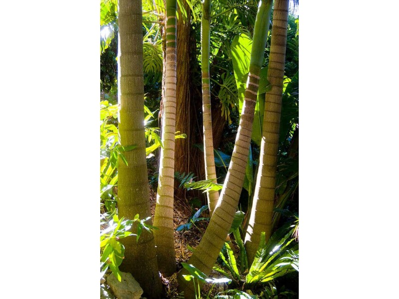 91 Cabbage Tree Road, Bayview NSW 2104