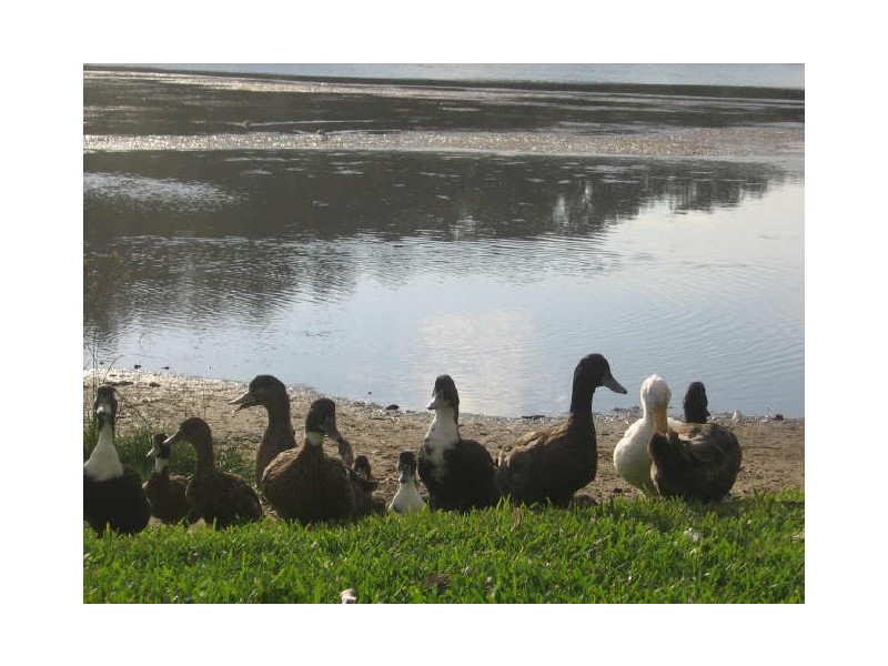 35 Lisle Street, Narrabeen NSW 2101