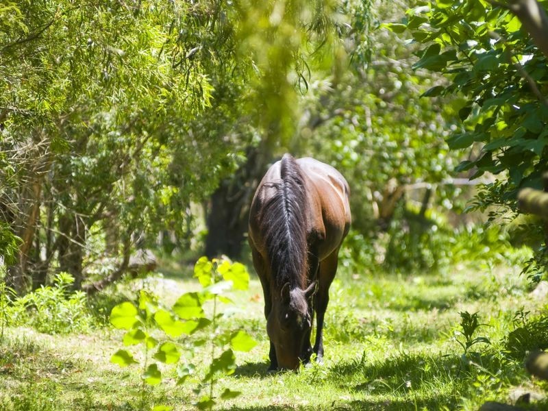 13 Chiltern Road, Ingleside NSW 2101
