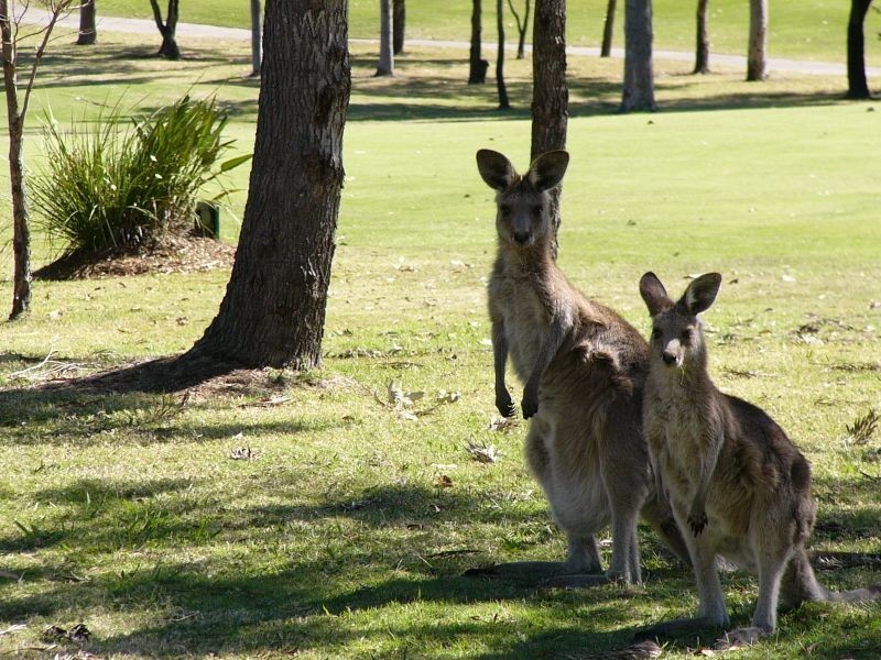 13 BLACKFEN COURT, Arundel QLD 4214