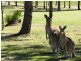 104 ARUN DRIVE, Arundel QLD 4214