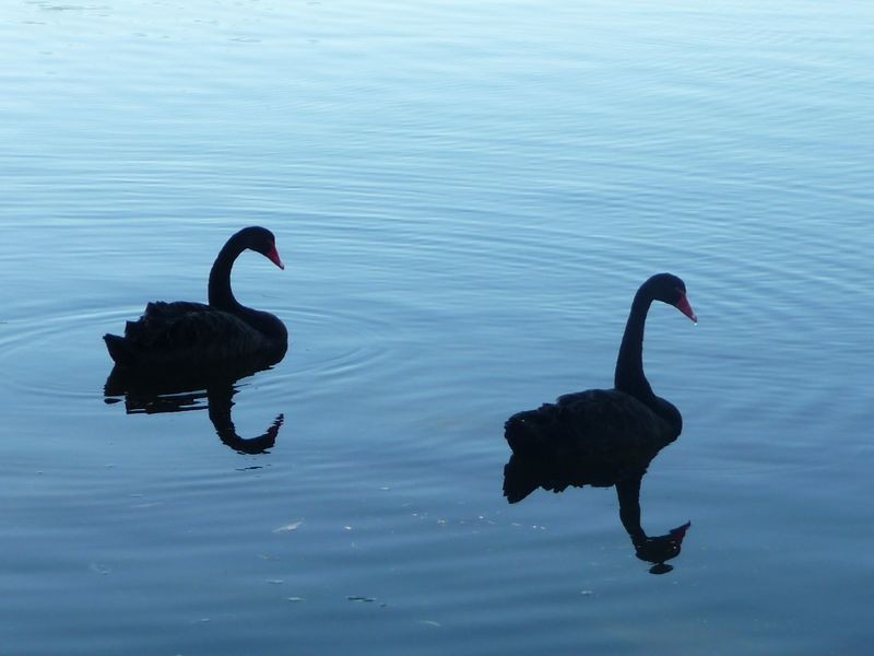 2/88 Kangaroo Avenue, Coombabah QLD 4216