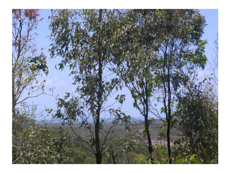 Lot 6 Greenhill Access Road, Ilbilbie QLD 4738