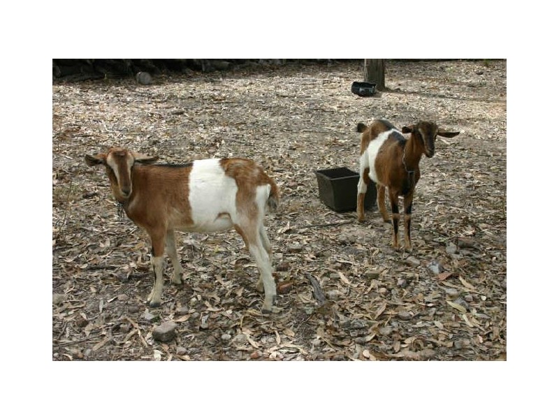 Ilbilbie QLD 4738
