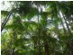 491 Rileys Road, Koumala QLD 4738