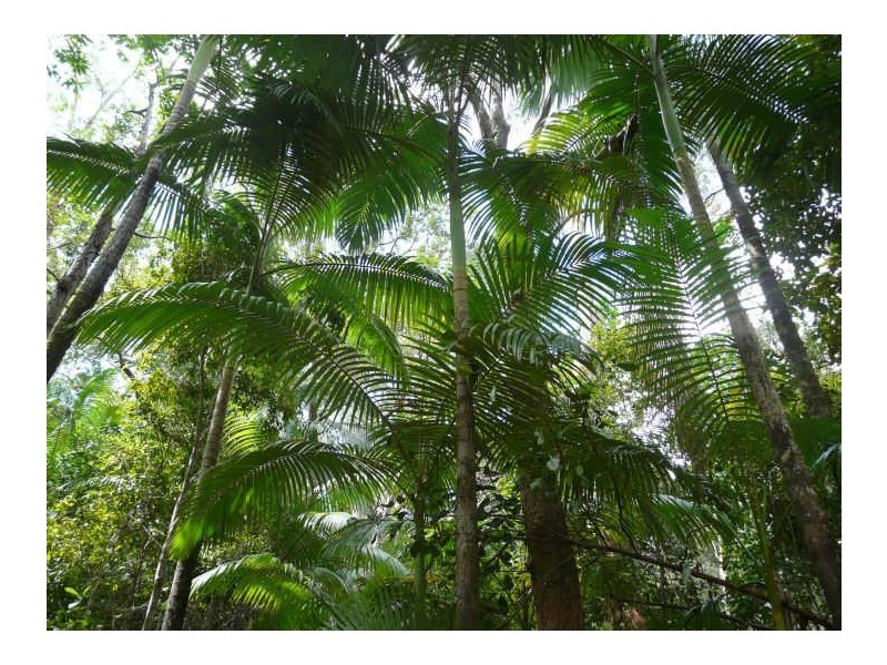 491 Rileys Road, Koumala QLD 4738