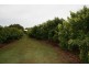 36 Droughtmaster Drive, Hay Point QLD 4740