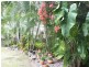 18 Deguara Avenue, Armstrong Beach QLD 4737
