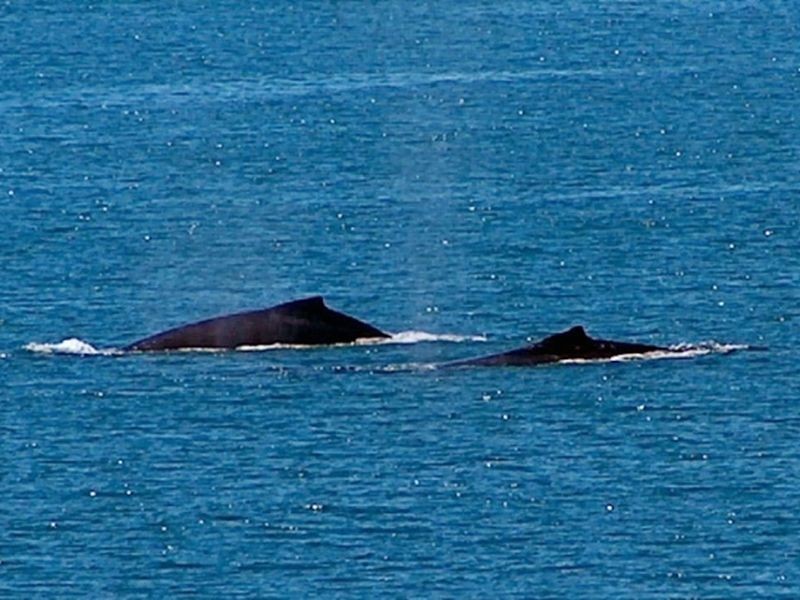 6 Grasstree Beach Road, Grasstree Beach QLD 4740