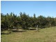 392 Price Road, Koumala QLD 4738