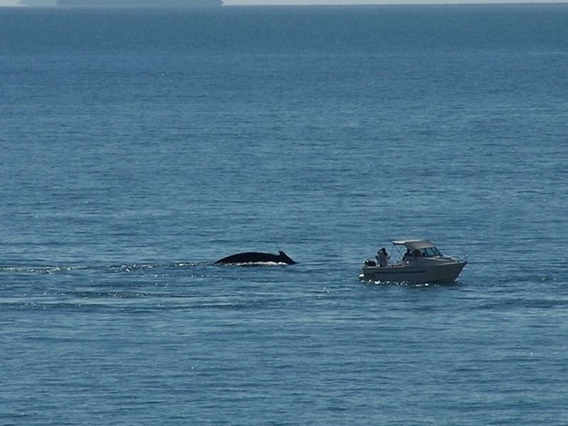 18 Galloway Drive, Ilbilbie QLD 4738