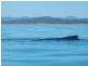 10 Tindaridge Ct, Hay Point QLD 4740