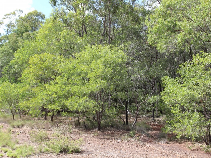 Lot Parcel 3/213 Settlement Rd, St Lawrence QLD 4707