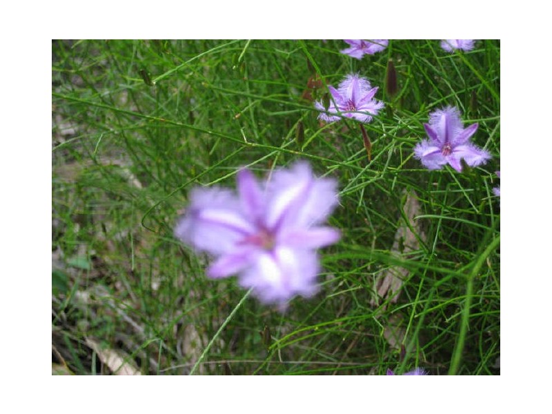 Lot 13 Orchid Place, Nannup WA 6275