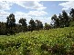 Lot 7 Graphite Road, Nannup WA 6275