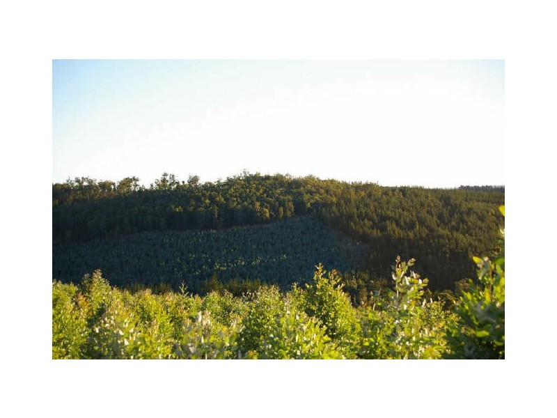 32 Folly Road, Nannup WA 6275