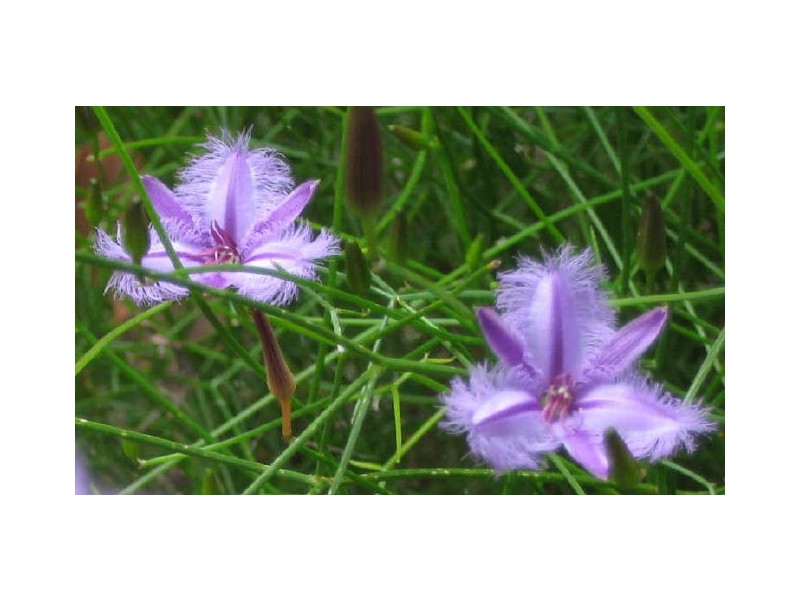 6/10/ Balingup Road, Nannup WA 6275