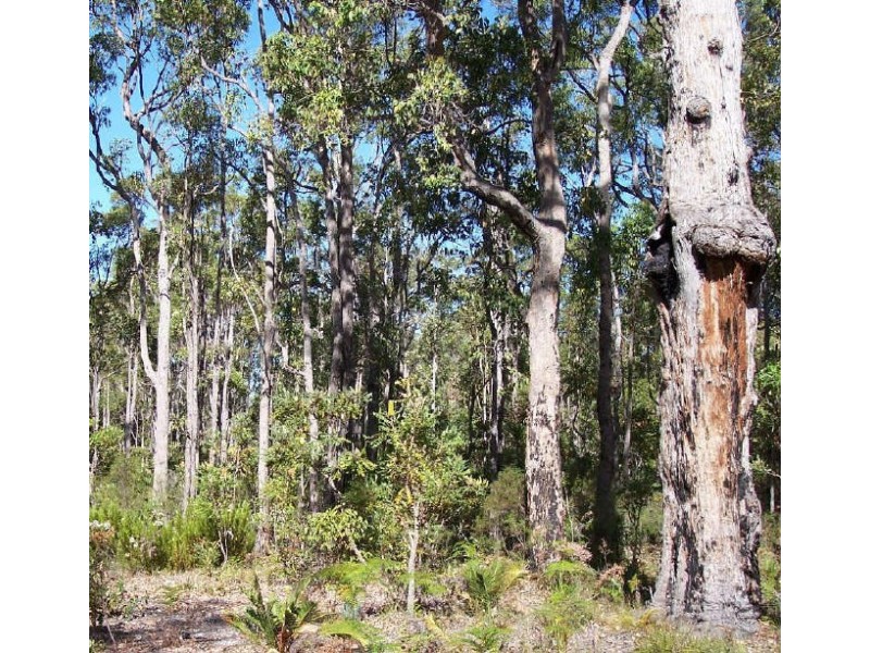 Lot 54 Leschenaultia Drive, Nannup WA 6275