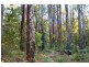 Lot 28 Tanjanerup Agricultural Area, Nannup WA 6275