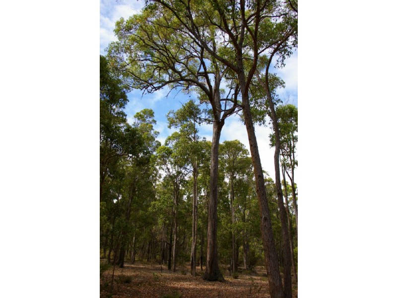 Lot 17 Cockatoo Drive, Nannup WA 6275