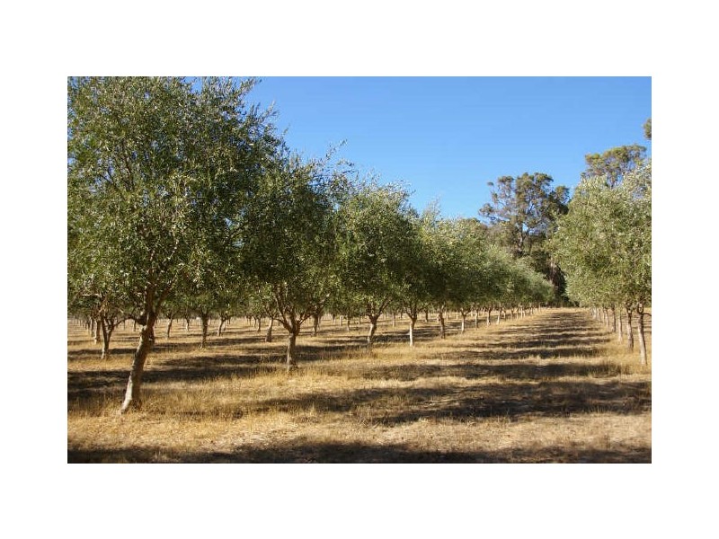 Lot 18 Perks Road, Nannup WA 6275