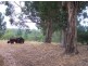 Lot 18 Perks Road, Nannup WA 6275