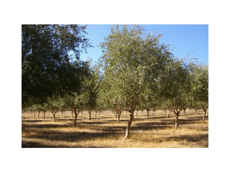 Lot 18 Perks Road, Nannup WA 6275