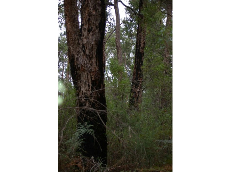 Lot 17 Orchid Place, Nannup WA 6275