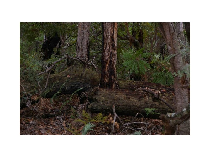 Lot 17 Orchid Place, Nannup WA 6275