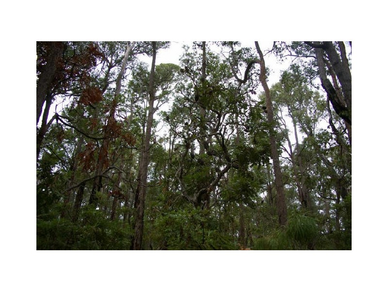 Lot 17 Orchid Place, Nannup WA 6275
