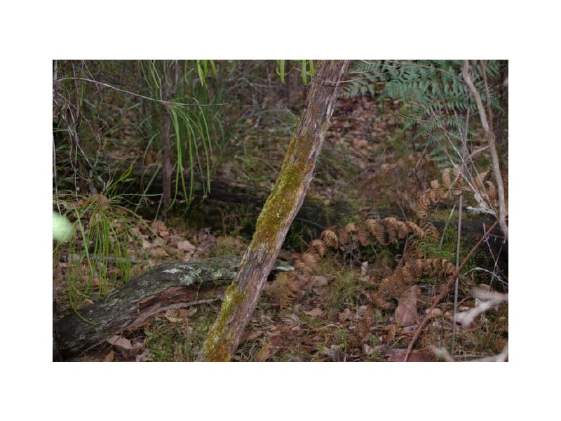 Lot 17 Orchid Place, Nannup WA 6275