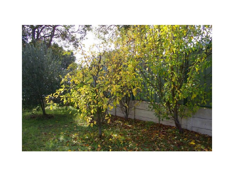 Lot 5 Kearney Street, Nannup WA 6275