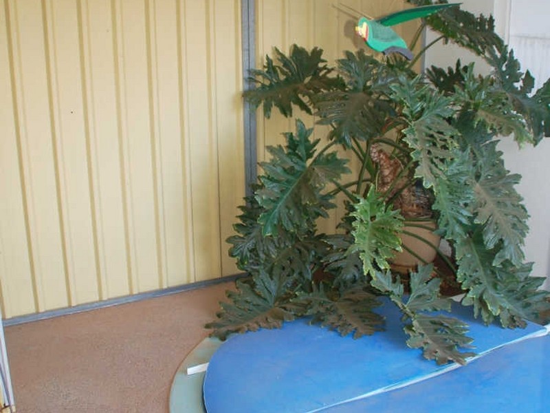 44 Morgan Street, Broken Hill NSW 2880